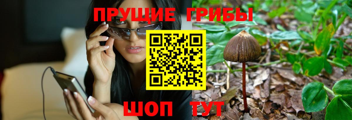 Псилоцибиновые грибы мицелий Знаменск